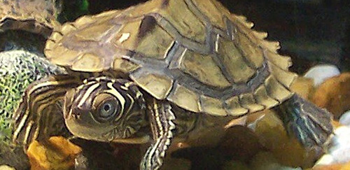 密西西比地图龟