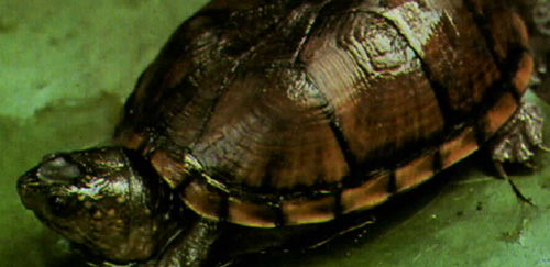 亚马逊泥龟