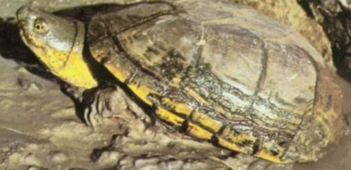 黄泥龟