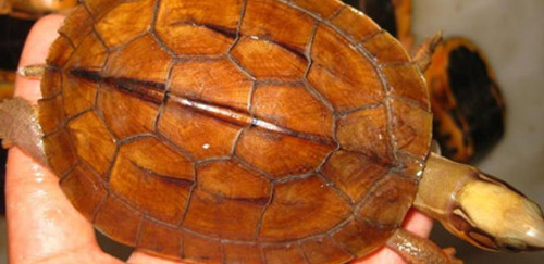 拟眼斑水龟