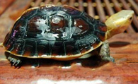 黄缘闭壳龟能长多大 饮用水要保持干净
