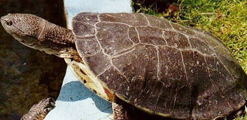 马达加斯加大头侧颈龟
