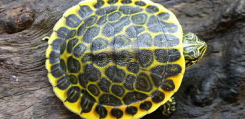 东部网目鸡龟