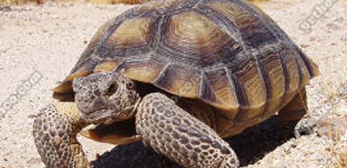 沙漠地鼠龟