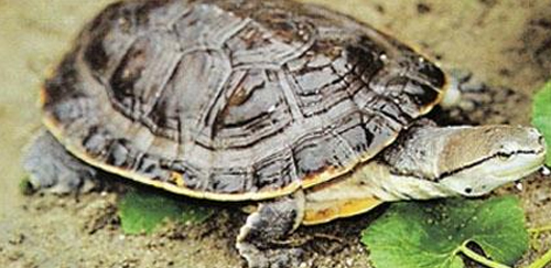 希氏蟾龟