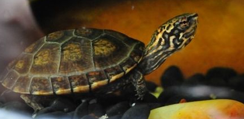 斑纹泥龟
