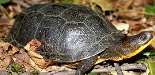 布氏拟龟
