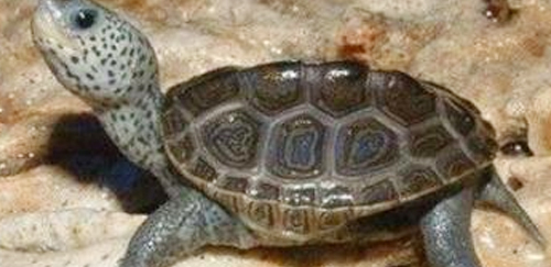佛罗里达东部钻纹龟