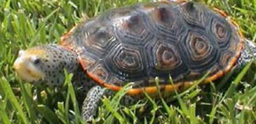 密西西比钻纹龟