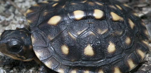 海岸箱龟