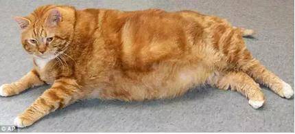 被遗弃的肥猫花3年成功减重23斤 闪瞎全世界