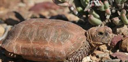 包兰格海角陆龟