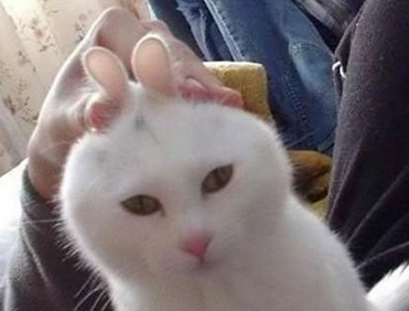 一秒钟猫咪变兔斯基