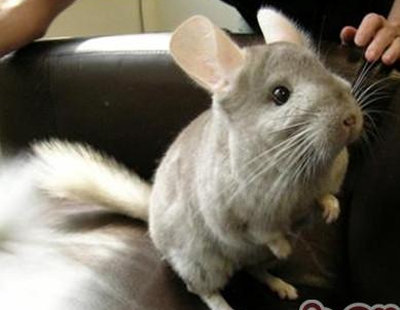 龙猫一天睡多长时间 它们作息时间不同