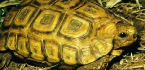 纳塔尔折背陆龟