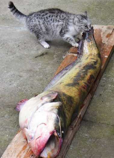 幸福来得太突然，真是让喵星人不知如何下嘴啊