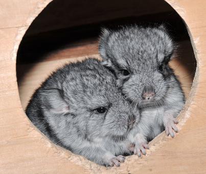 宠物龙猫价格 龙猫拥有浓密的毛皮