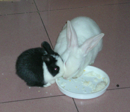 怎么养兔子 切记不能饮用自来水