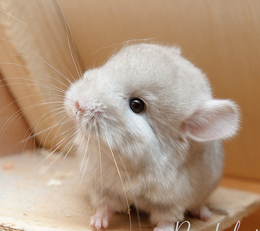 龙猫好不好养 不具任何主动攻击性