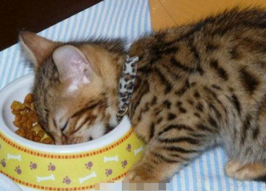 吃着吃着就睡着了