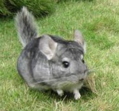 宠物龙猫多少钱一只 龙猫也有“优劣之分”