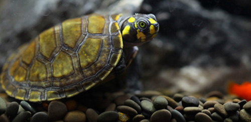 黄头侧颈龟