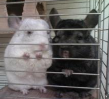 宠物龙猫的性格 它的好奇心非常强