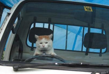 猫叔也会开轿车