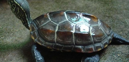 中华草龟