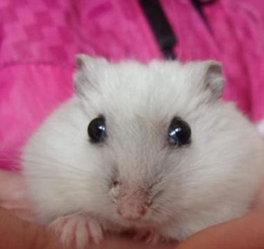 银狐仓鼠价格 买的地方不同价格有差异