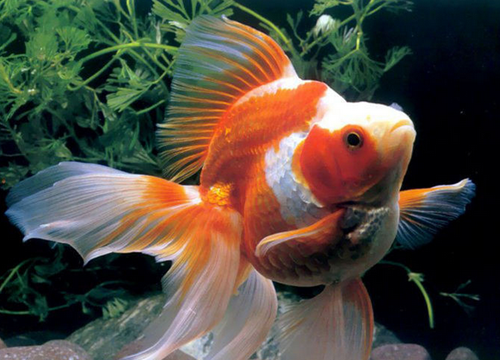 家庭养鱼 养鱼最重要的就是水质和水温