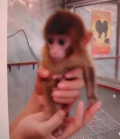 网购想买猴却被当“猴”耍  焦作夫妻网购袖珍猴被骗