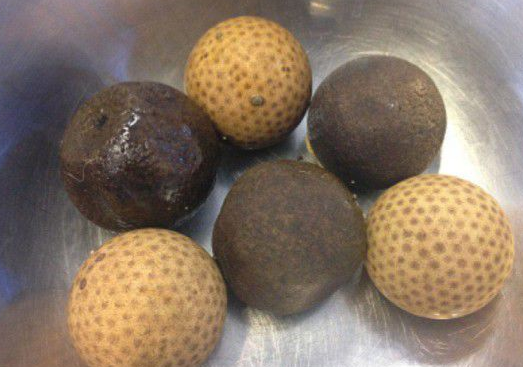 英国一只宠物狗被检查出胃中有6只高尔夫球