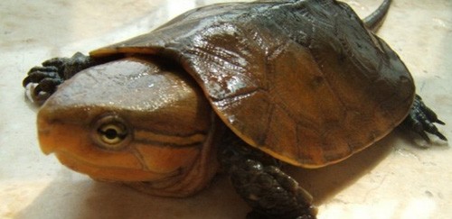 鹰嘴龟