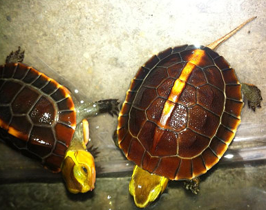 黄缘闭壳龟性别辨认 雄龟背甲长而稍扁