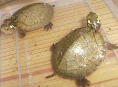 四眼斑水龟价格 一般喜栖于水底黑暗处