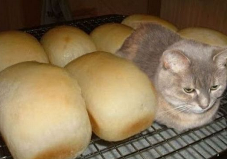 烤面包不是烤喵喵