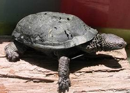 黑腹刺颈龟价格 是比较常见的刺颈龟