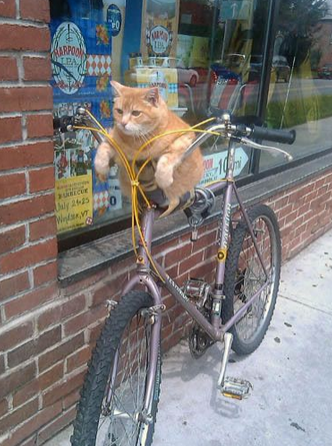 猫星人就是牛，会骑自行车