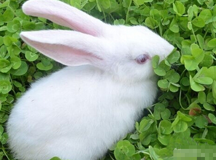 兔子臭怎么办 在厕所放木屑等垫料