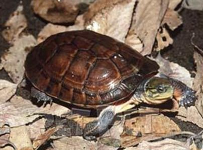 艾氏拟水龟价格 苗的价格在100元左右