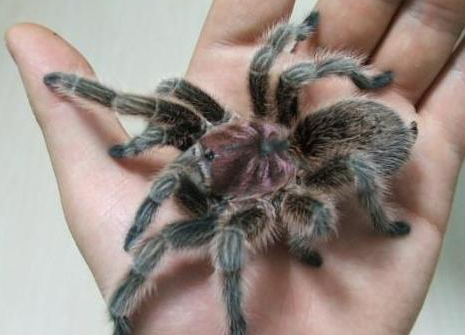 红玫瑰蜘蛛不动 这可能会是蜕皮的症状