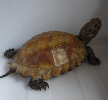 锯缘龟肠胃炎 用药期间禁止喂食