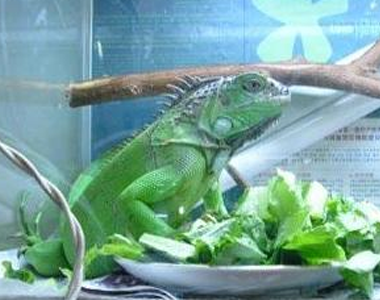 绿鬣蜥如何驯化 给你的绿鬣蜥剪指甲