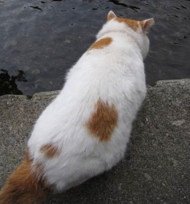 骗子，说好的鱼呢？