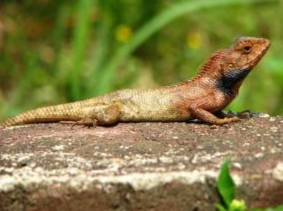 变色树蜥吃什么 喜欢吃各种昆虫