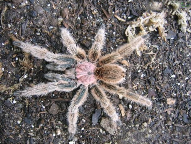 红玫瑰蜘蛛过冬 温度湿度通风要特别注意