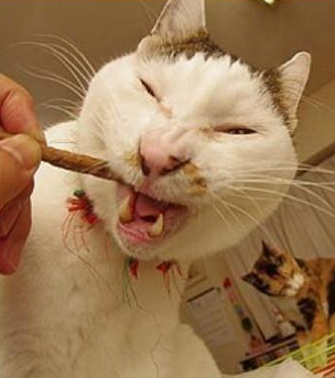 360度无死角丑猫