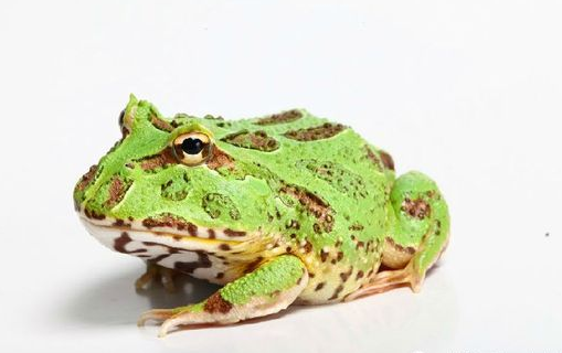 角蛙夏眠 夏眠的温度大约保持在25-28℃