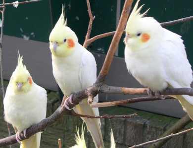 鸡尾鹦鹉会说话吗 幼鸟十分活泼